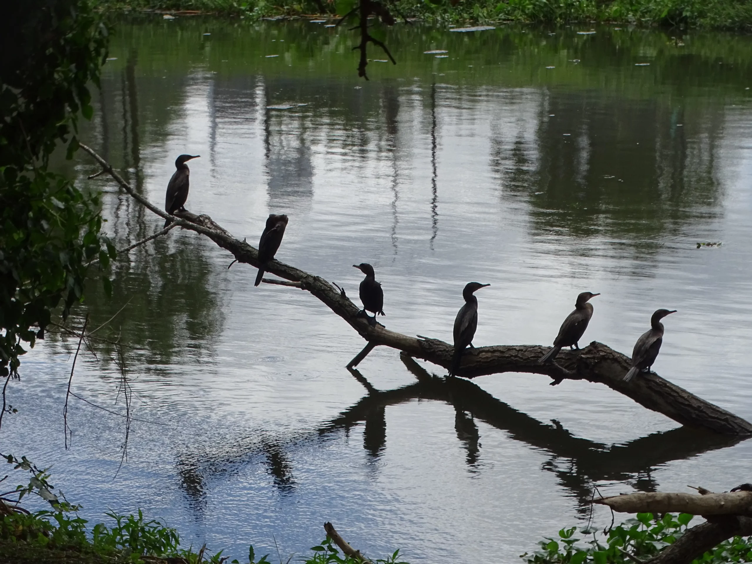 Naturaleza en humedales de Berisso