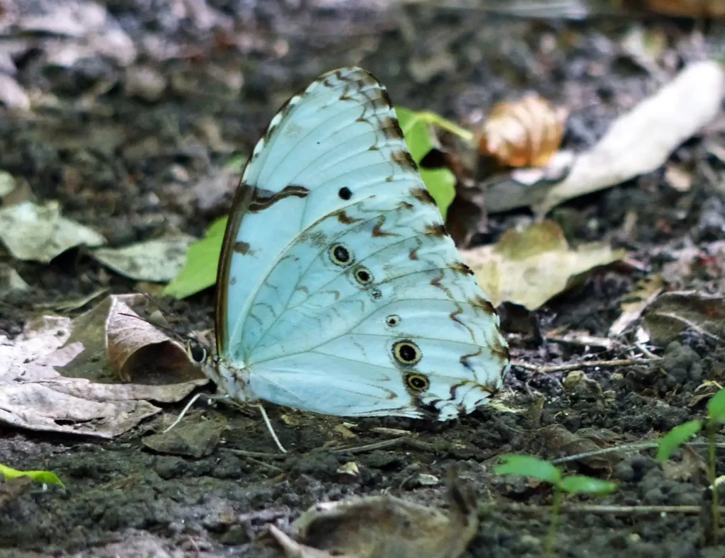 Fiesta de la mariposa bandera argentina en Punta Indio